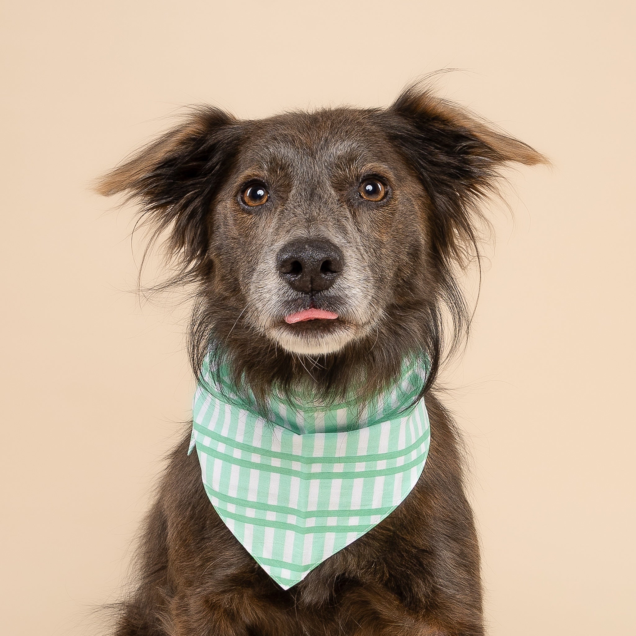 Scottie on Dog Bandana from The  Paws