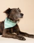 Scottie on Dog Bandana from The  Paws