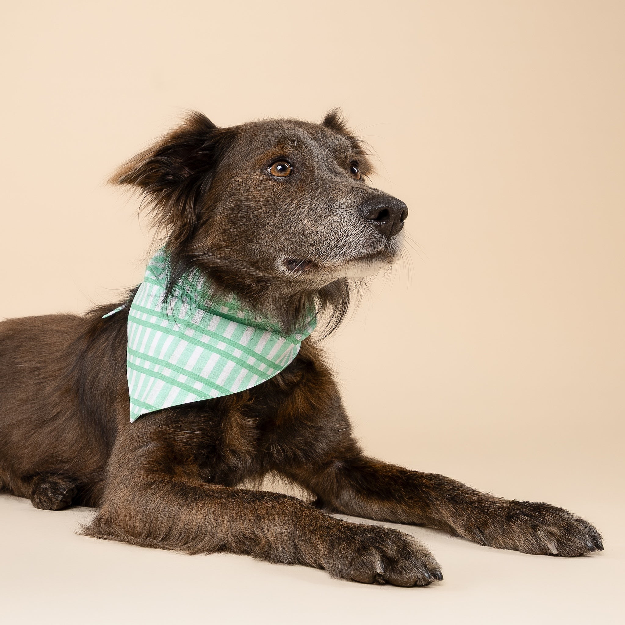 Scottie on Dog Bandana from The  Paws