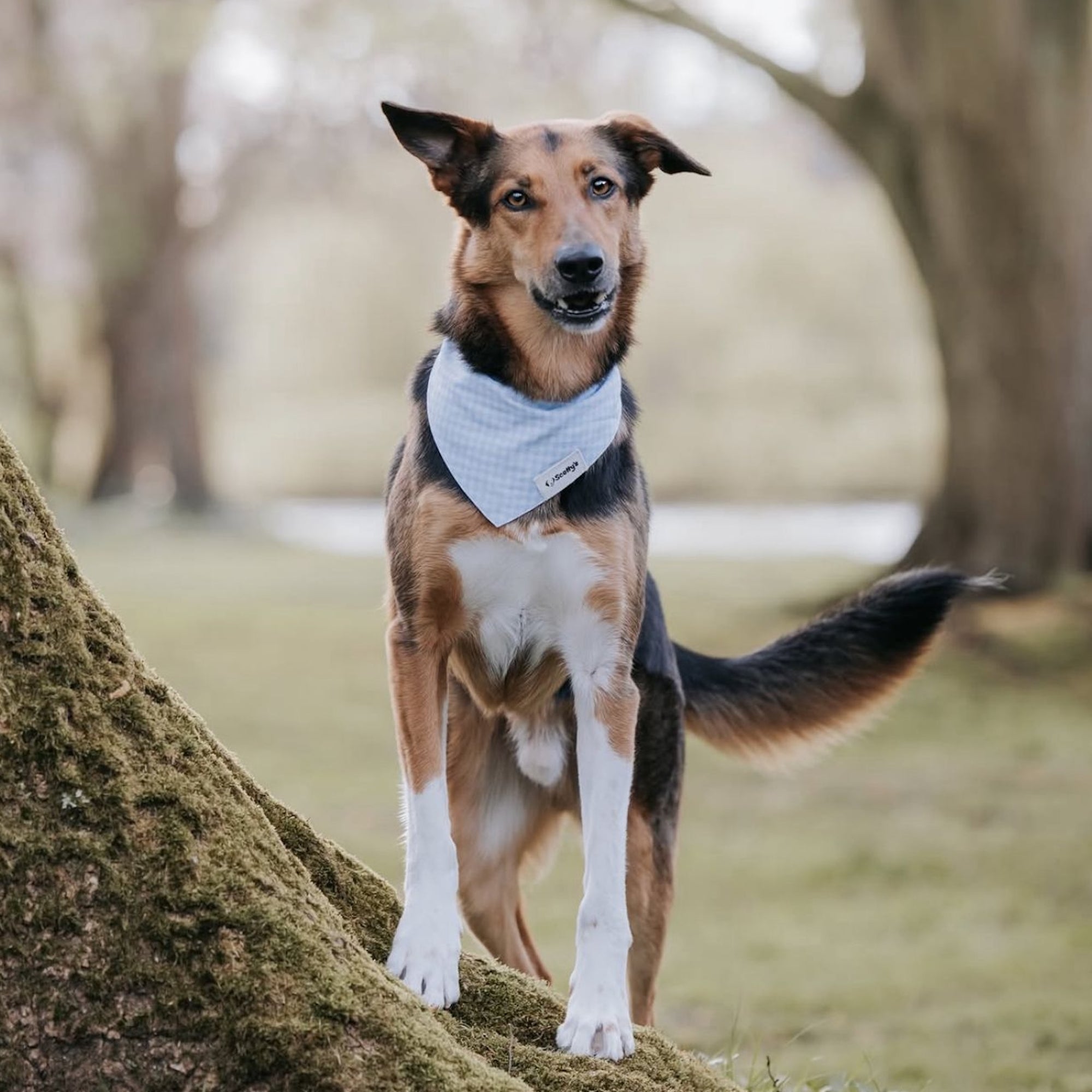 Scotty's Dog Goods - Dog Bandana