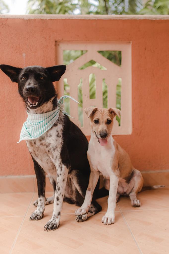 Scout & Penny The Rescue Dog