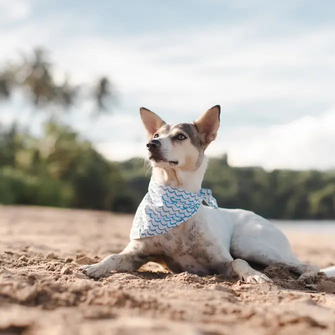 Sea dog bandana from The Paws