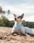 Sea dog bandana from The Paws