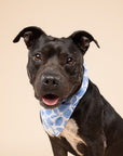 Seaside Dog Bandana