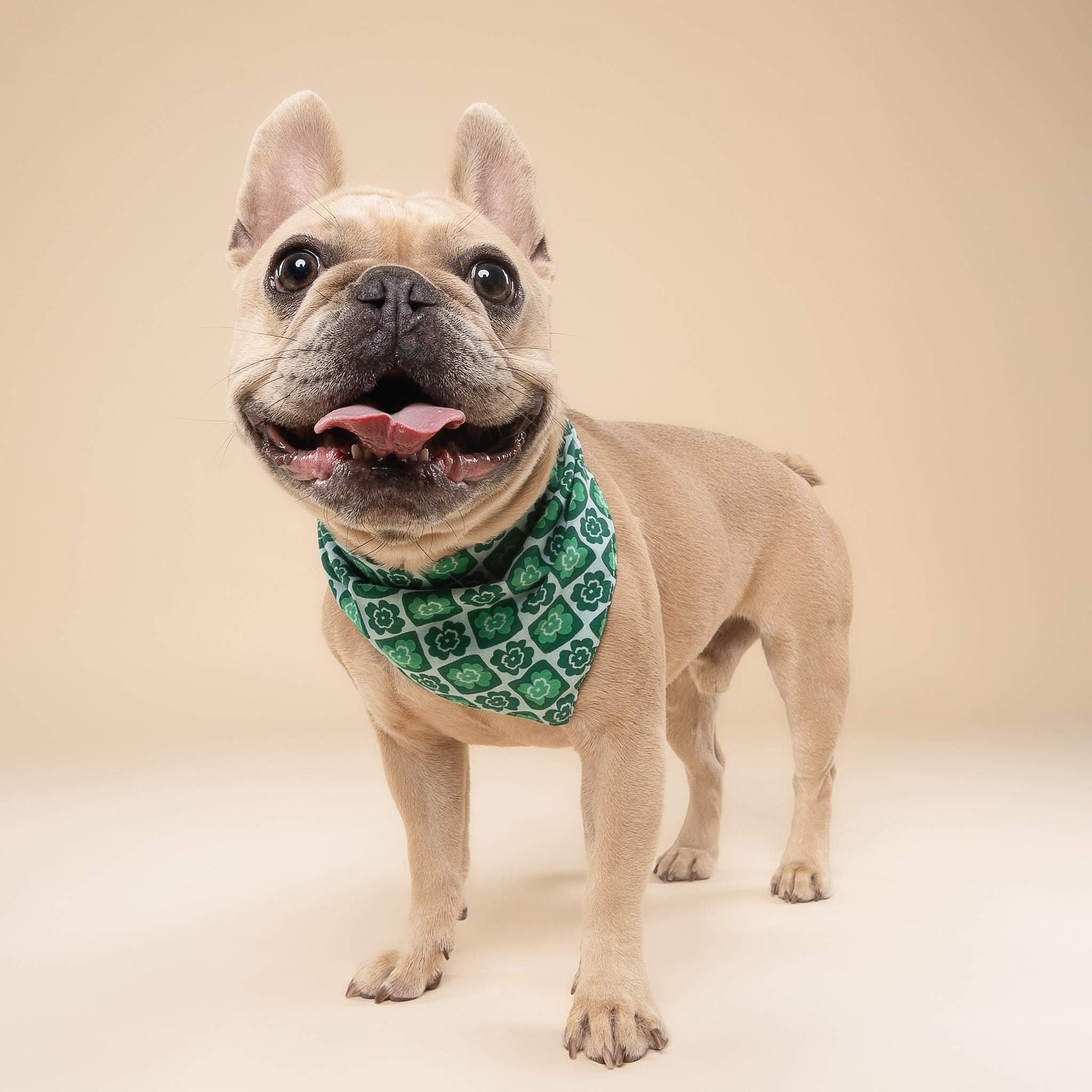 Shamrock bandana from The Paws