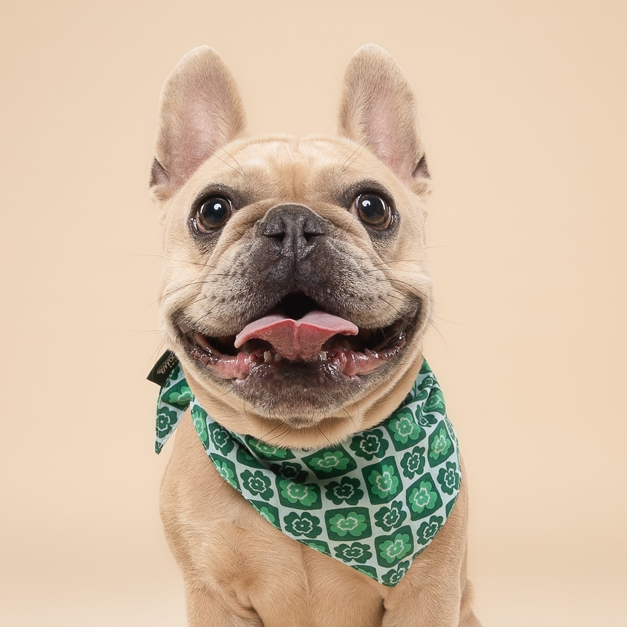Shamrock Dog Bandana from The paws