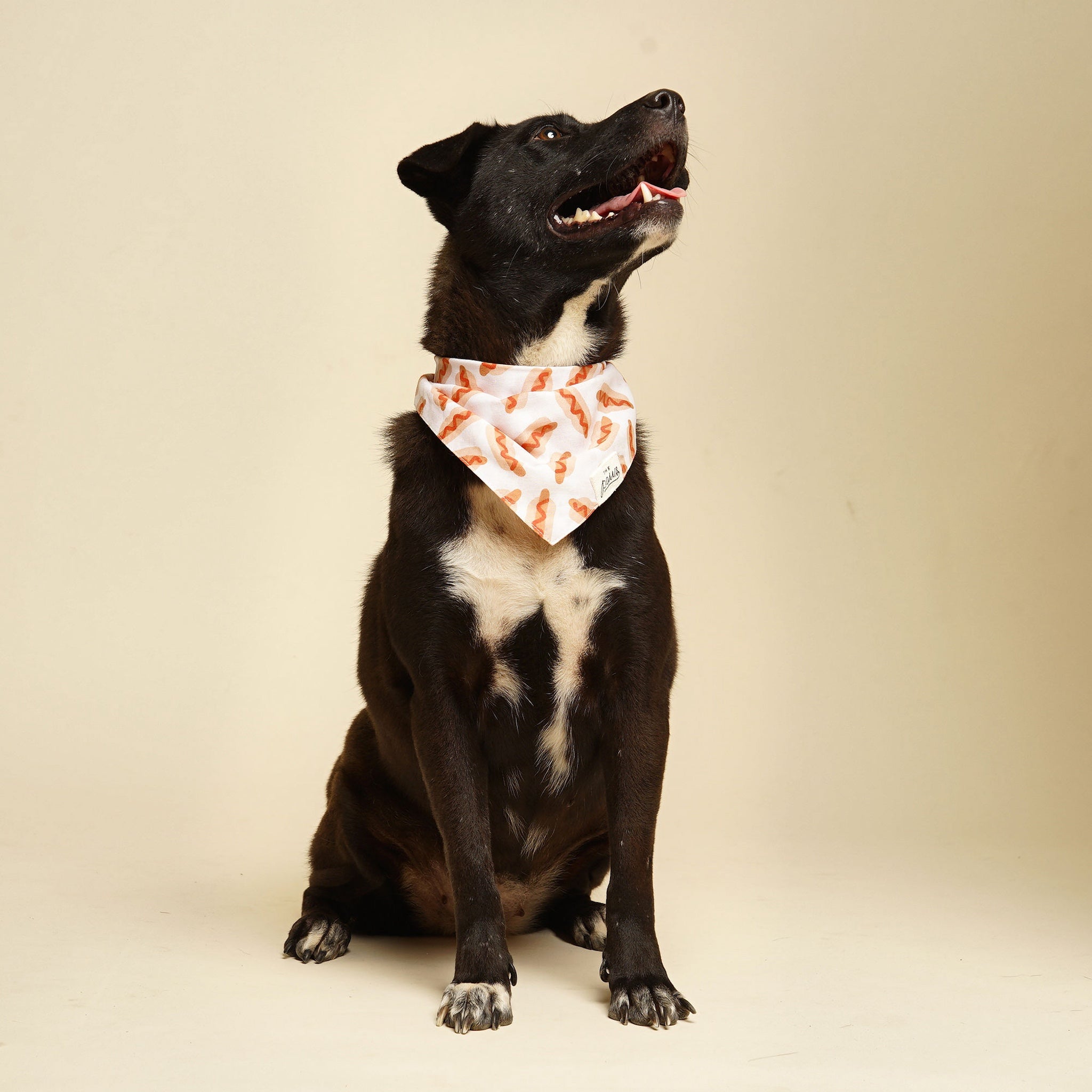 Sizzle bandana from The Paws