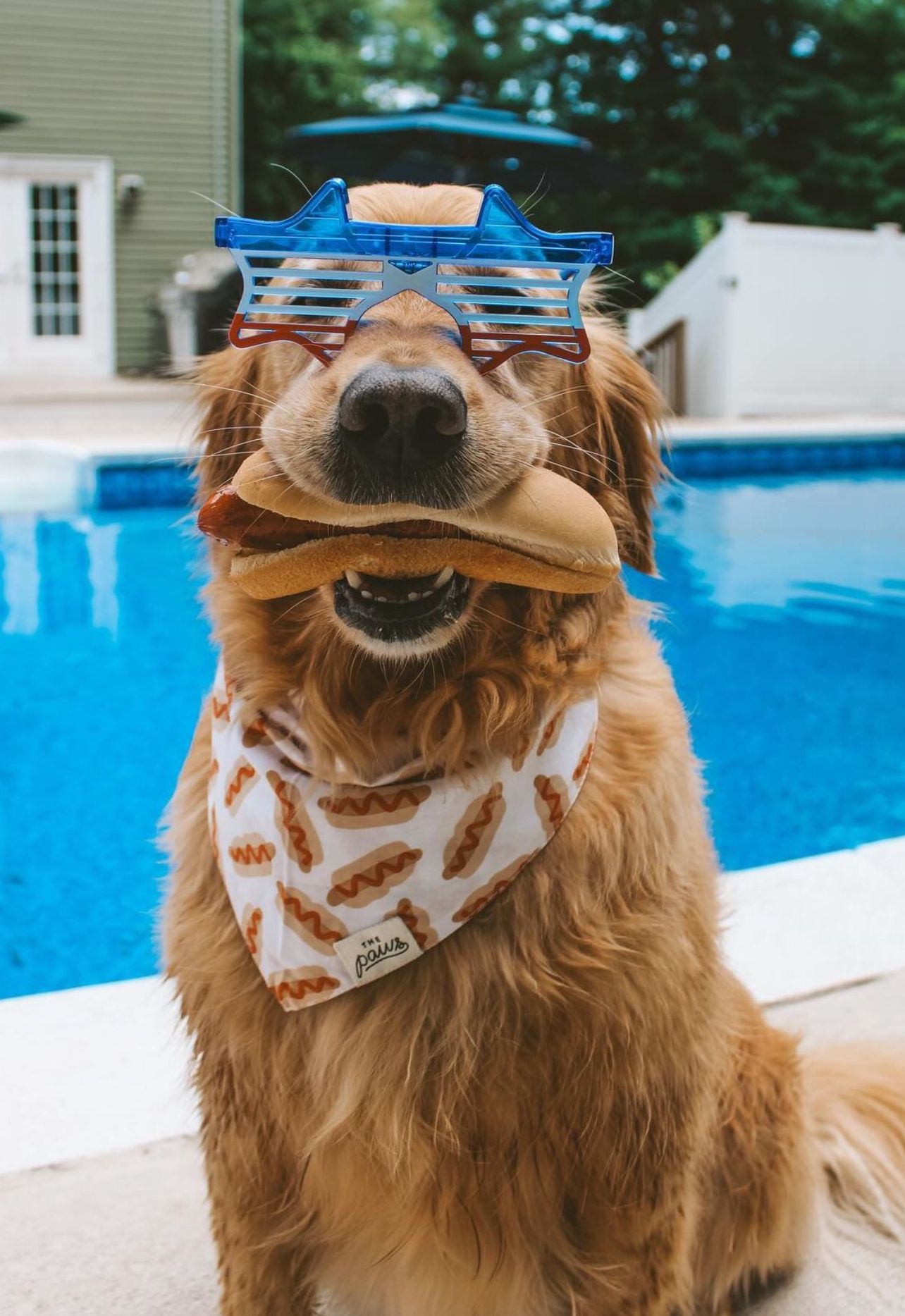Sizzle dog bandana from The Paws