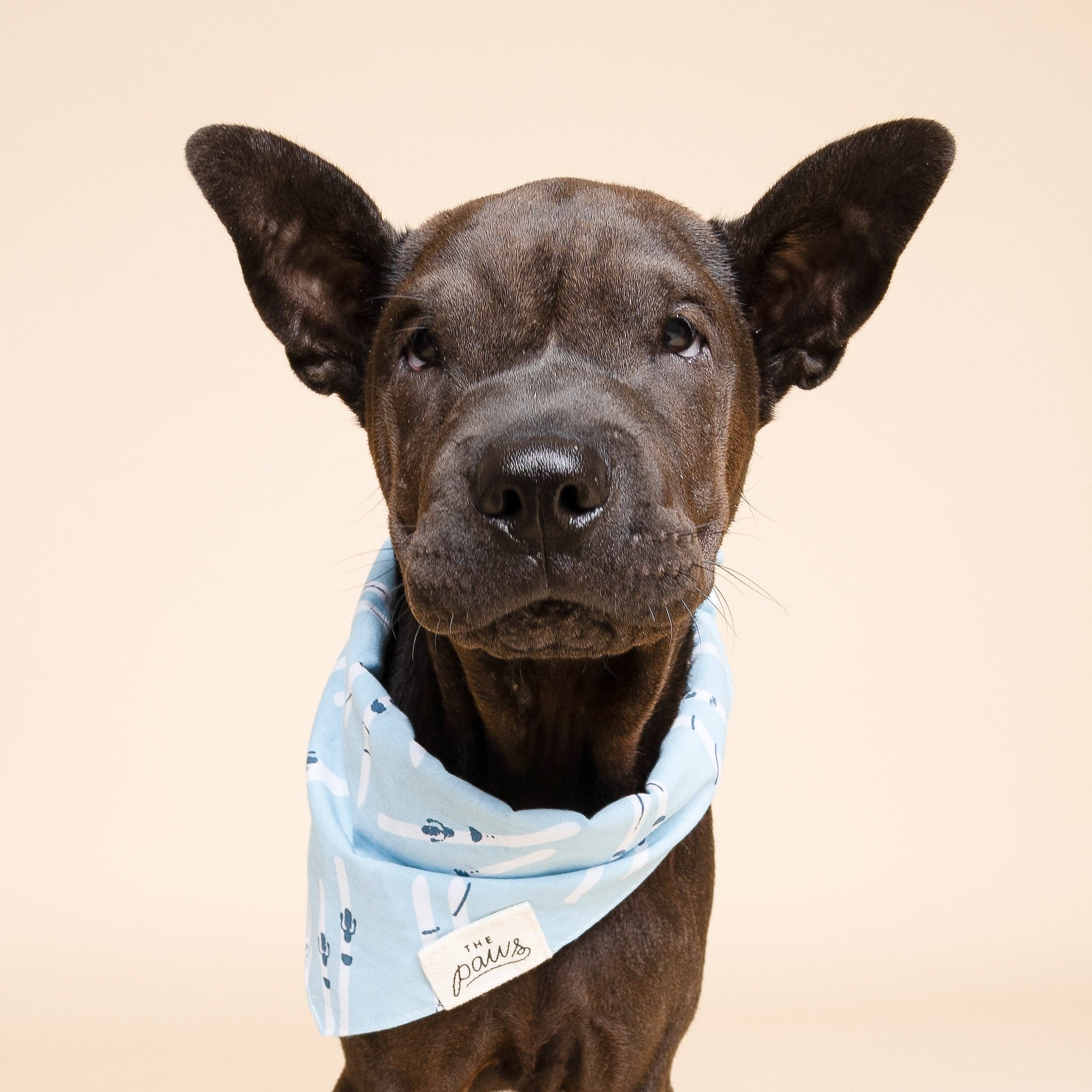 Ski Dog Bandana