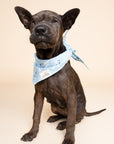 Ski Dog Bandana