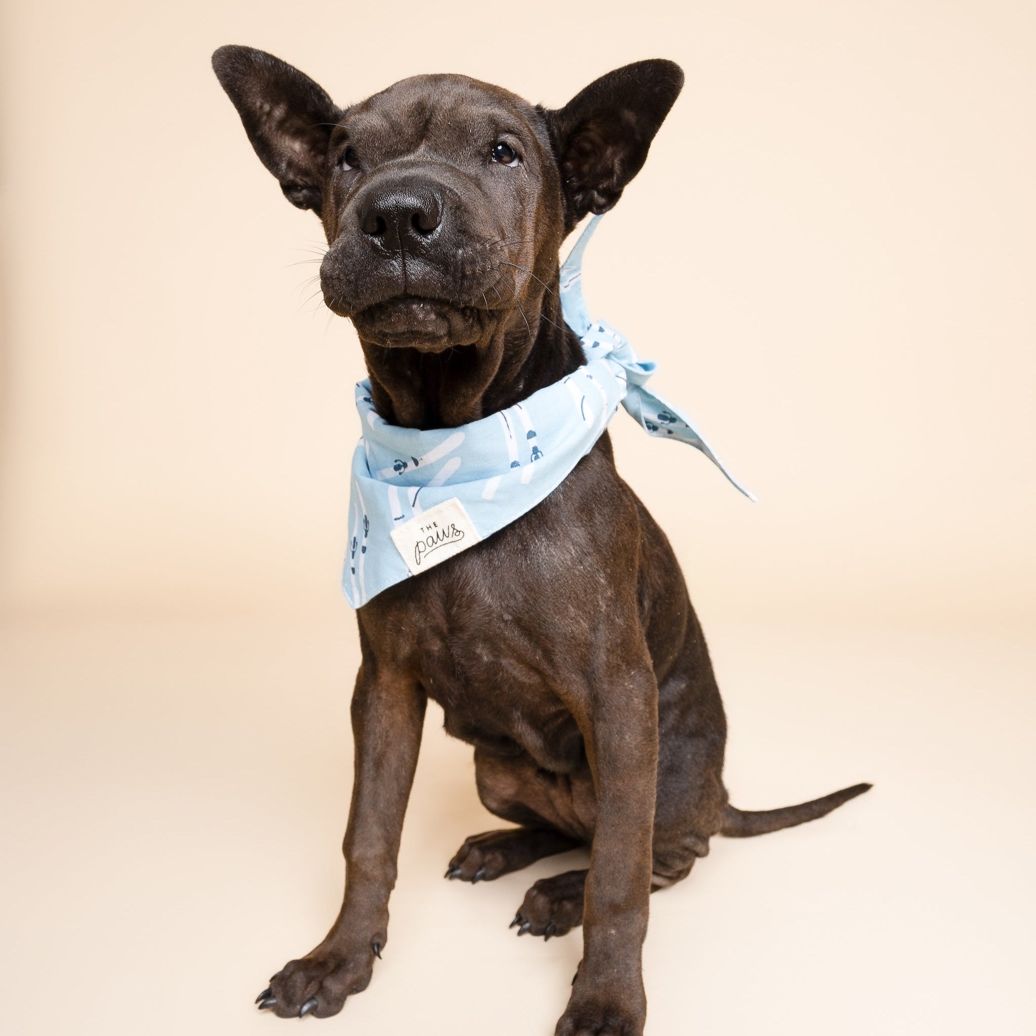 Ski Dog Bandana