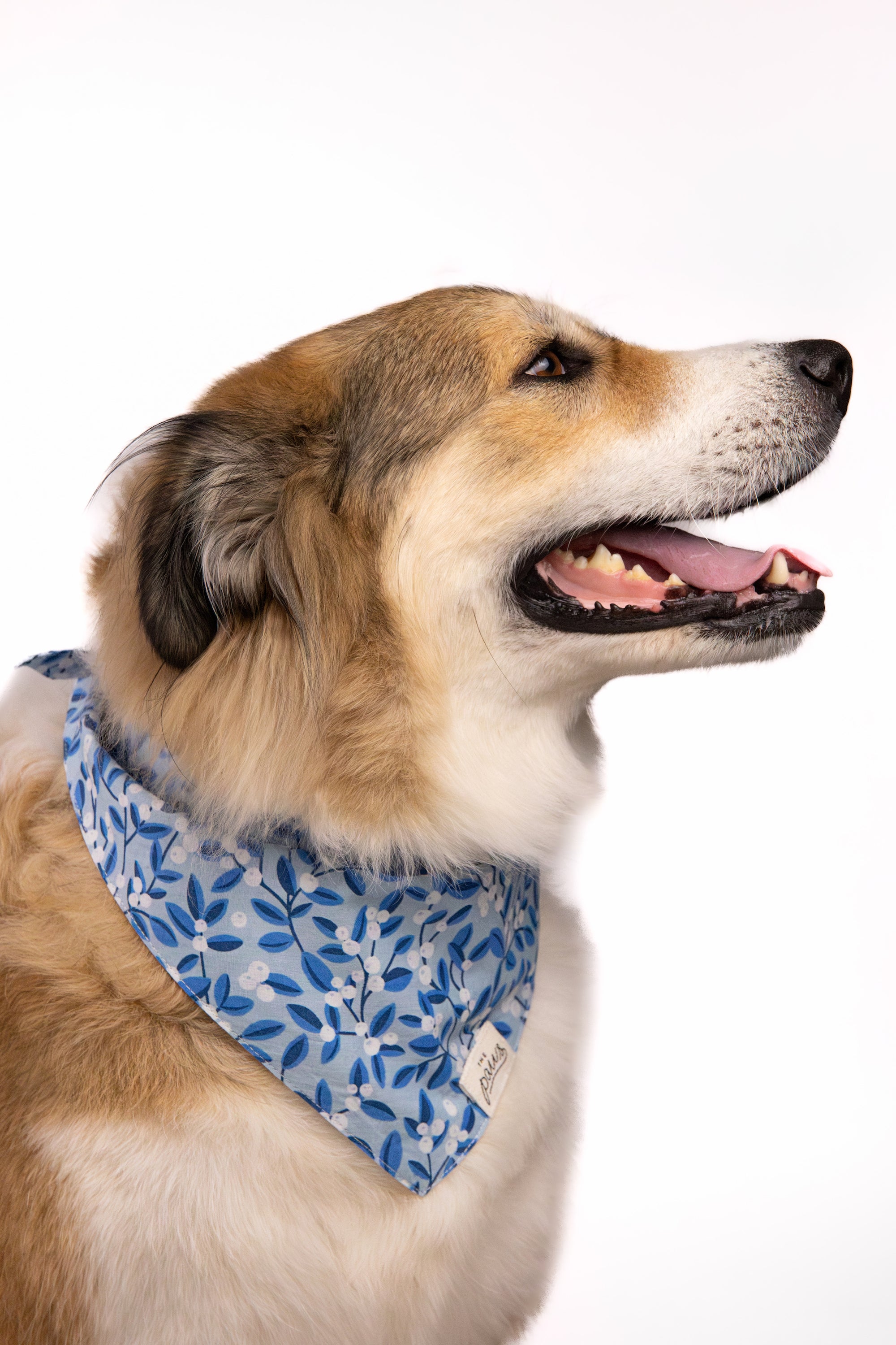 Blue Berry Dog Bandana - The Paws