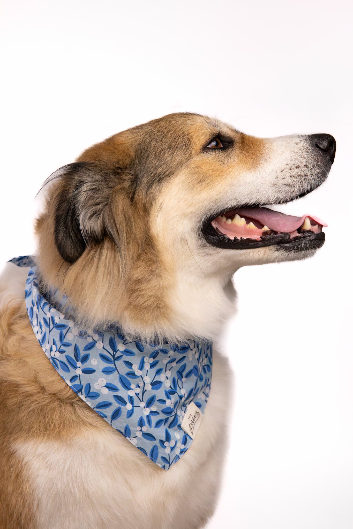 Blue Berry Dog Bandana