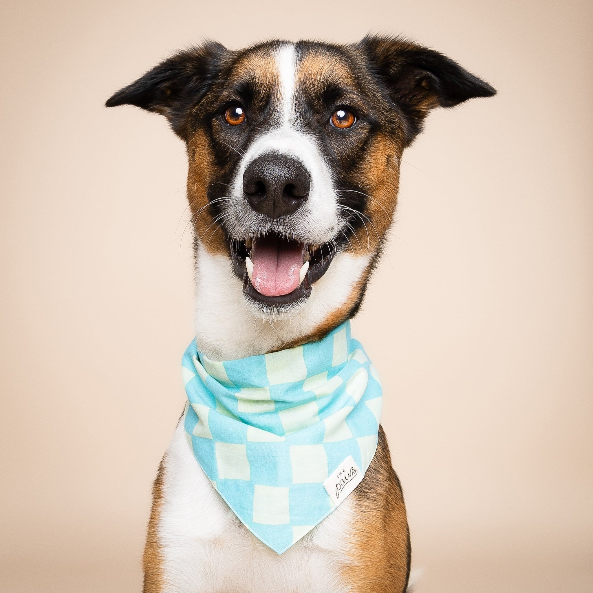 Soho Dog Bandana