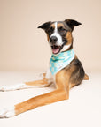 Soho Dog Bandana