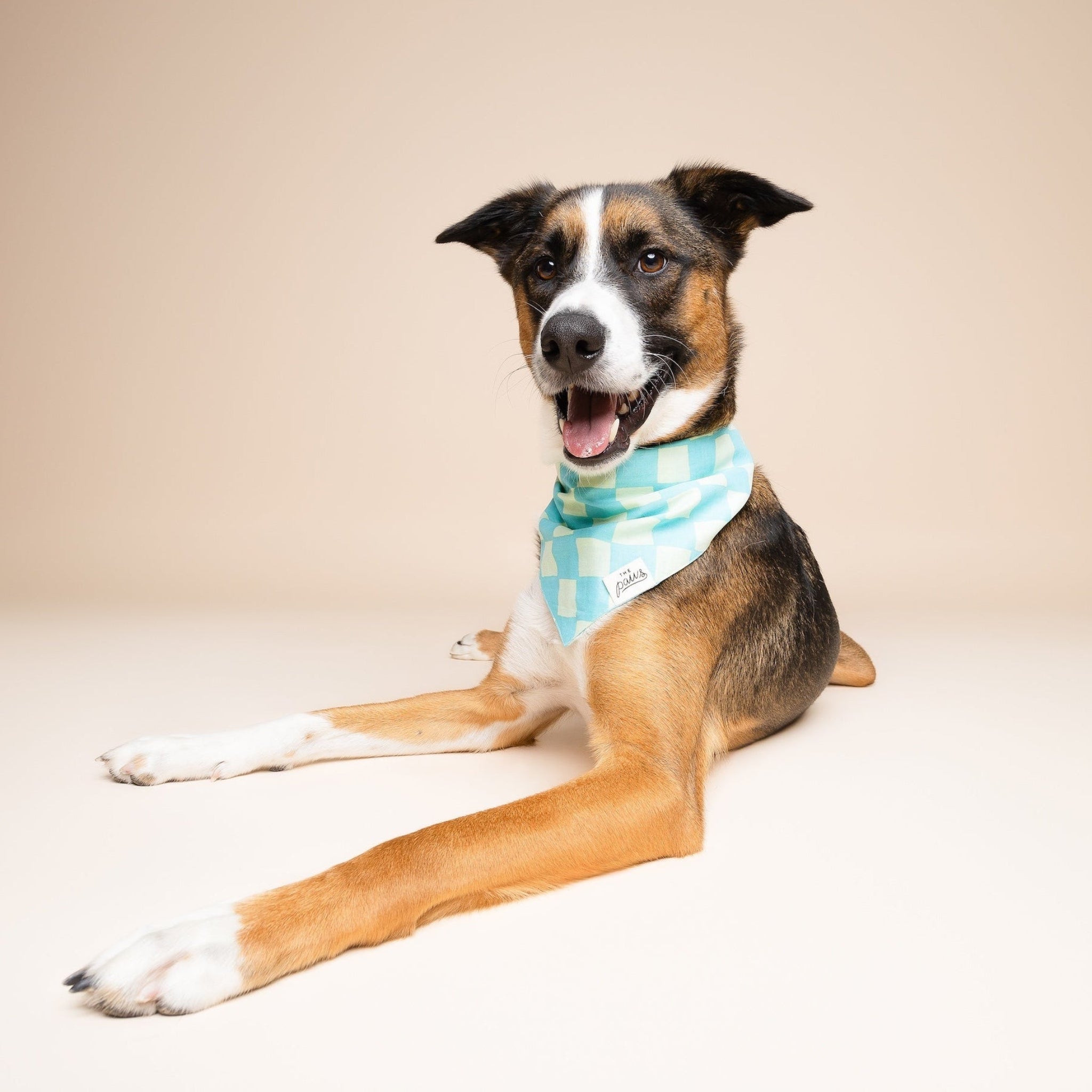 Soho Dog Bandana