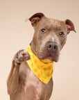Sol Dog Bandana