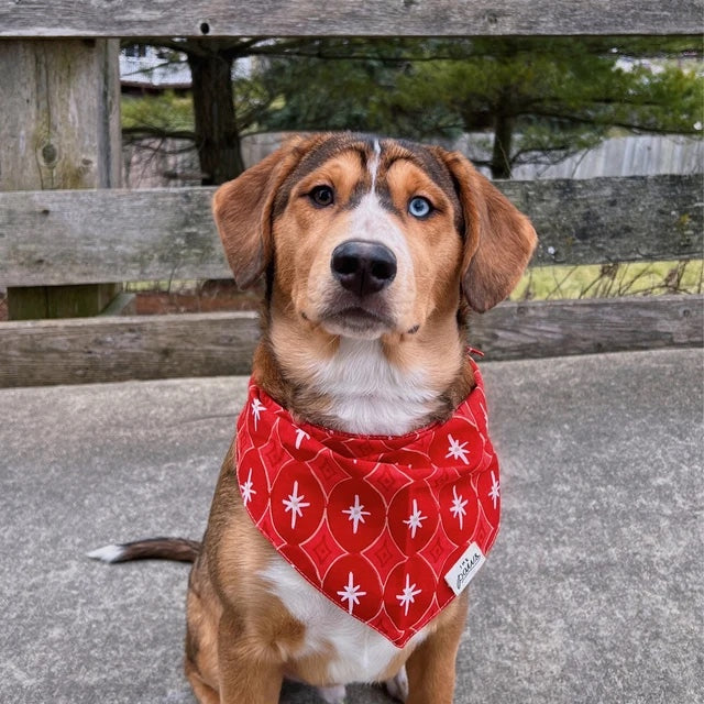 Cranberry dog bandana from The Paws