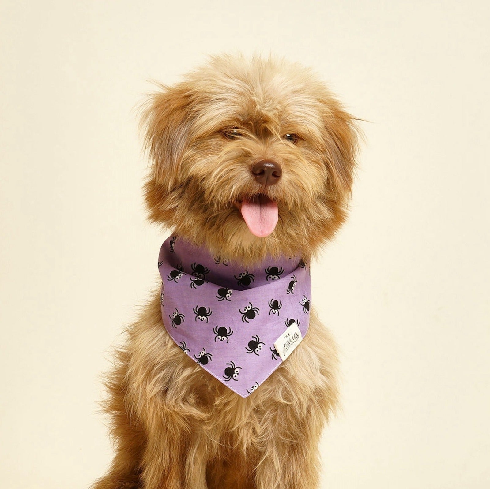 Spiders dog bandana from The Paws
