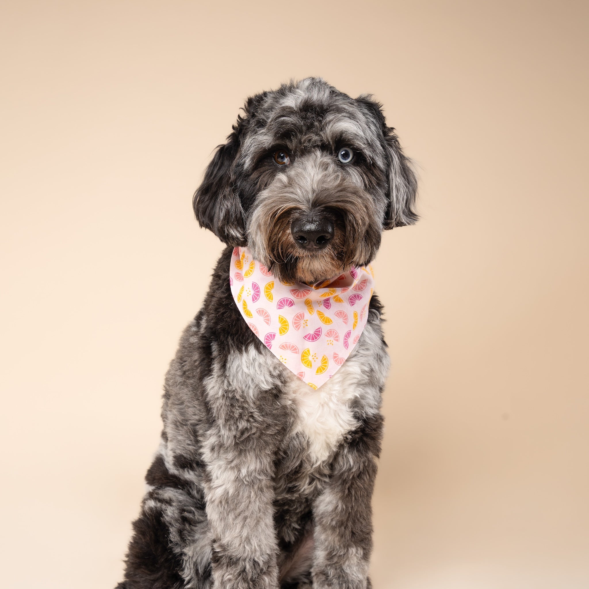 Squeezed Dog Bandana