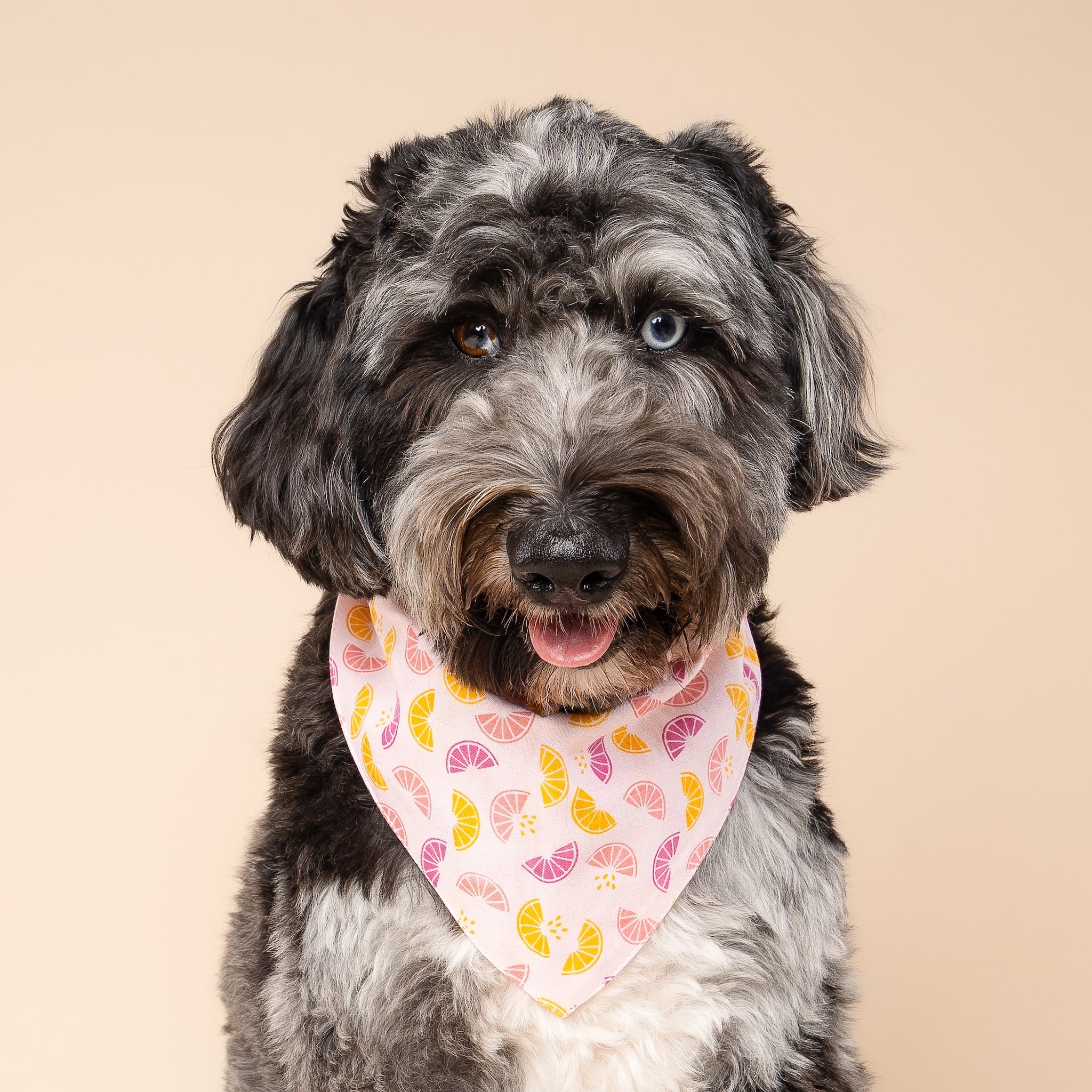 Squeezed Dog Bandana