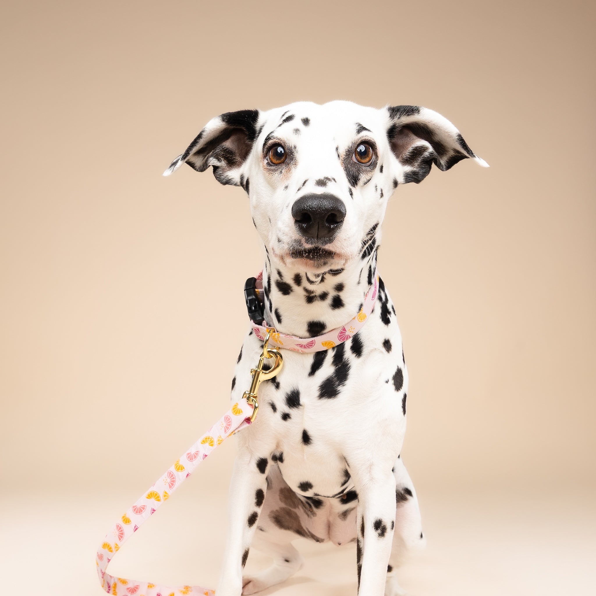 Squeezed Leash