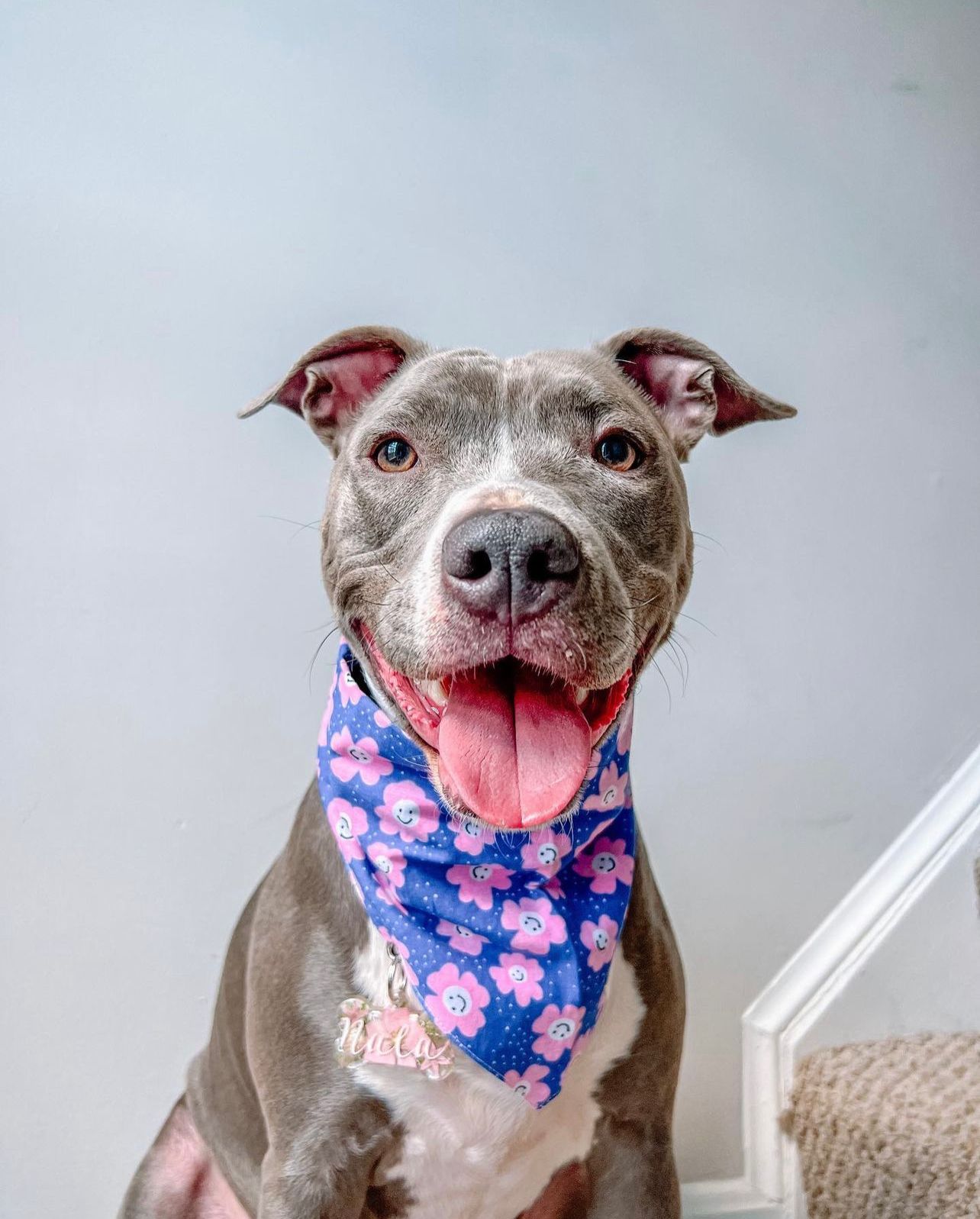 Stardust Bandana - from The Paws