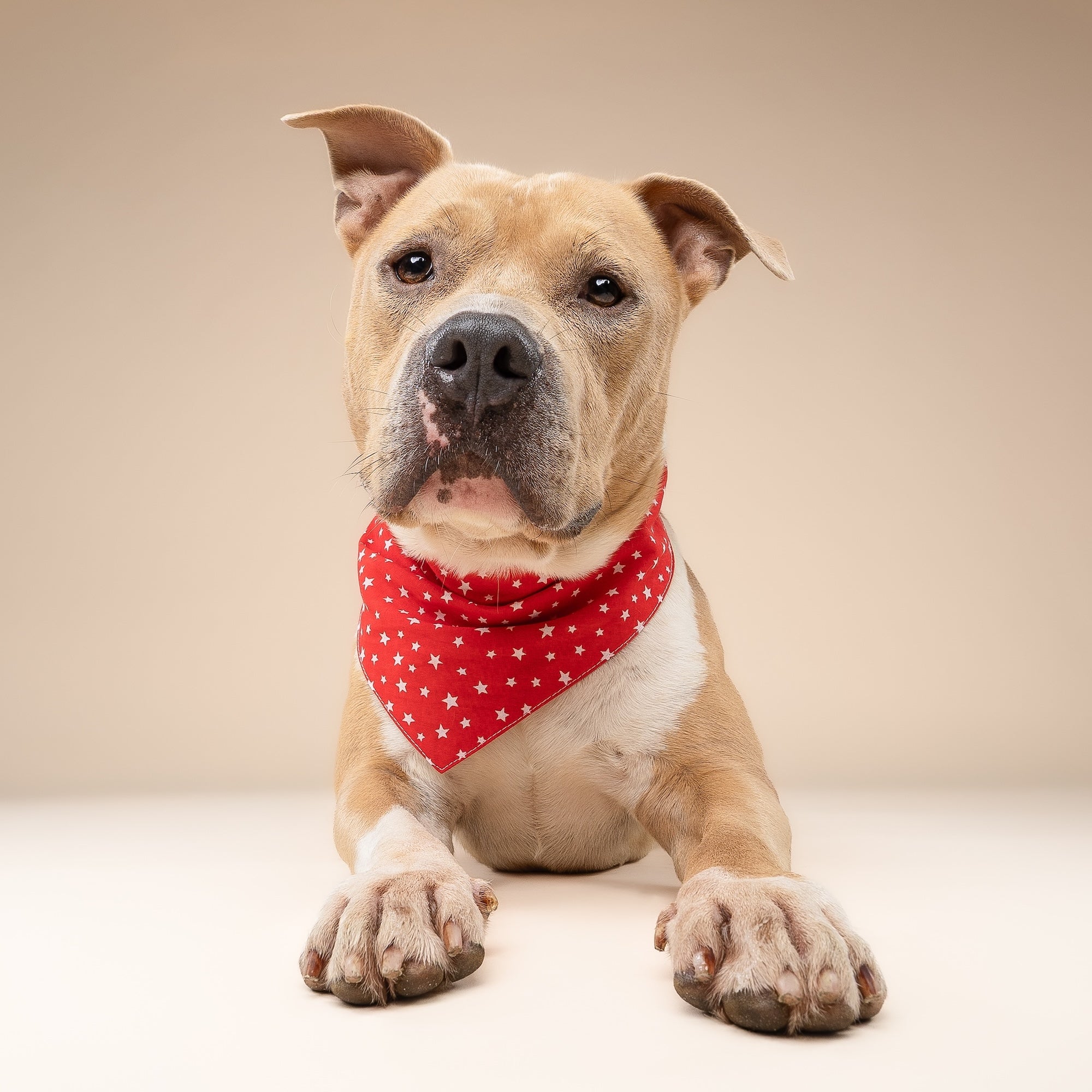 Starlet Red Dog Bandana