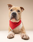 Starlet Red Dog Bandana