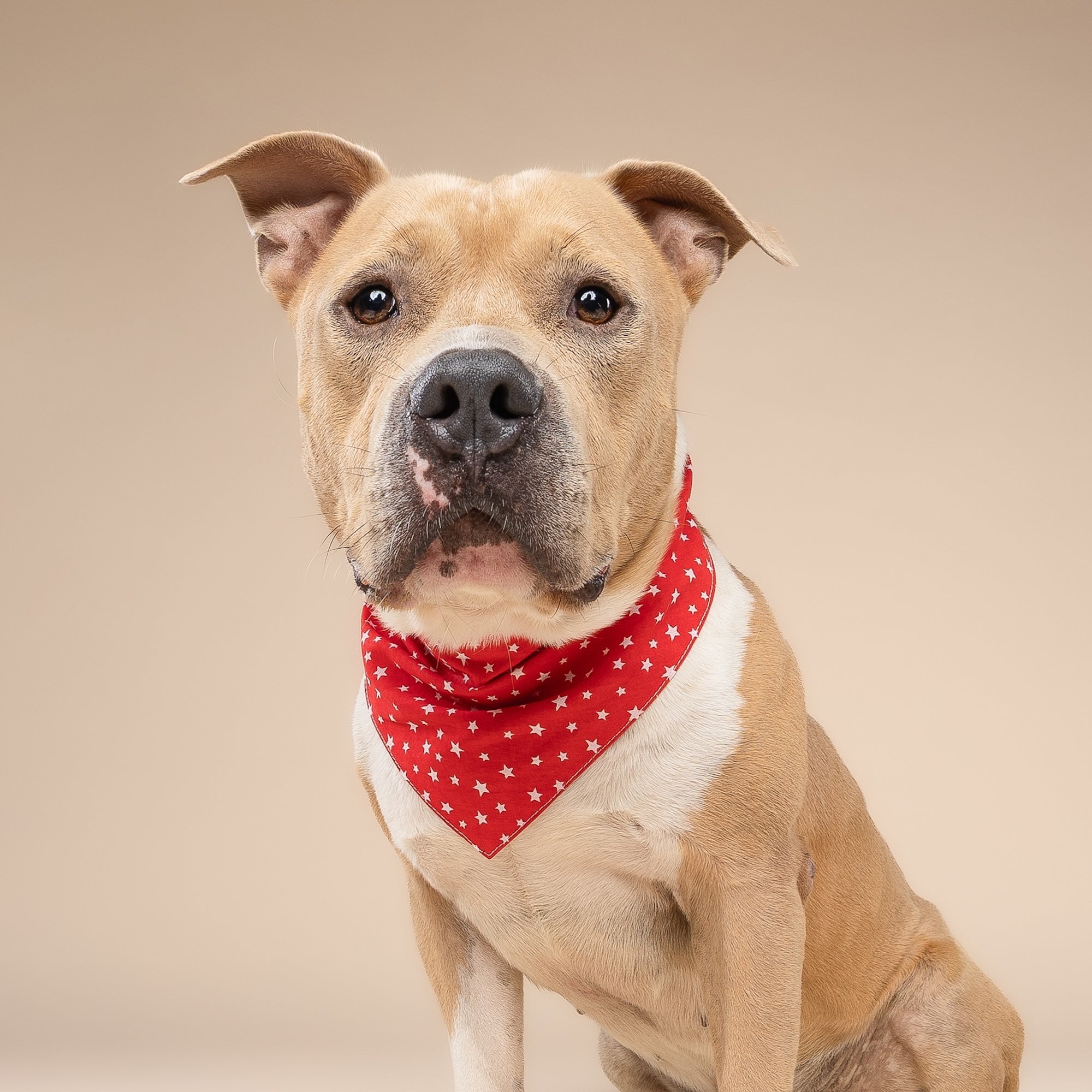 Starlet Red Dog Bandana