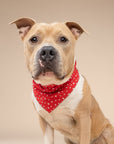Starlet Red Dog Bandana