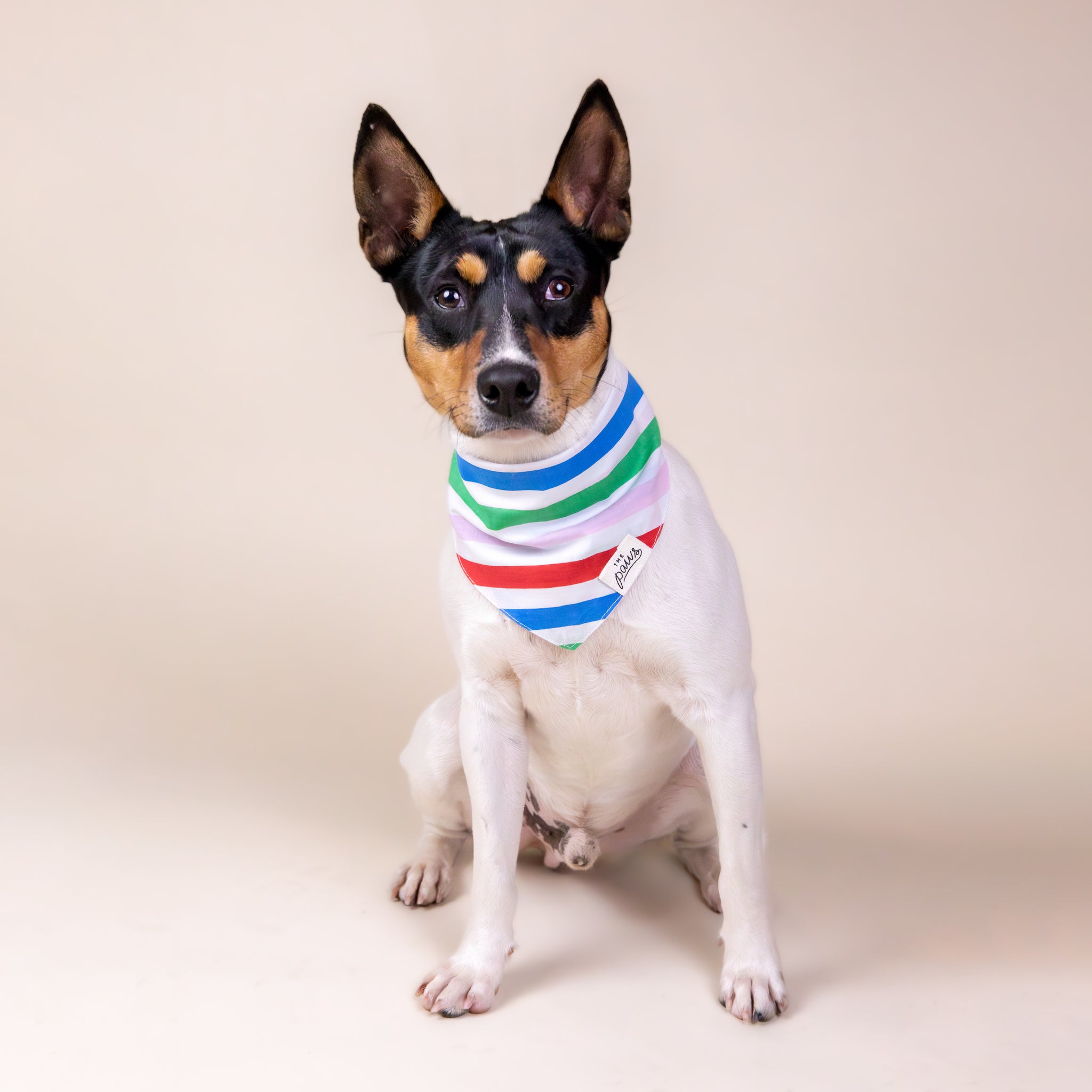 Dog modeling the striped bandana from The Paws