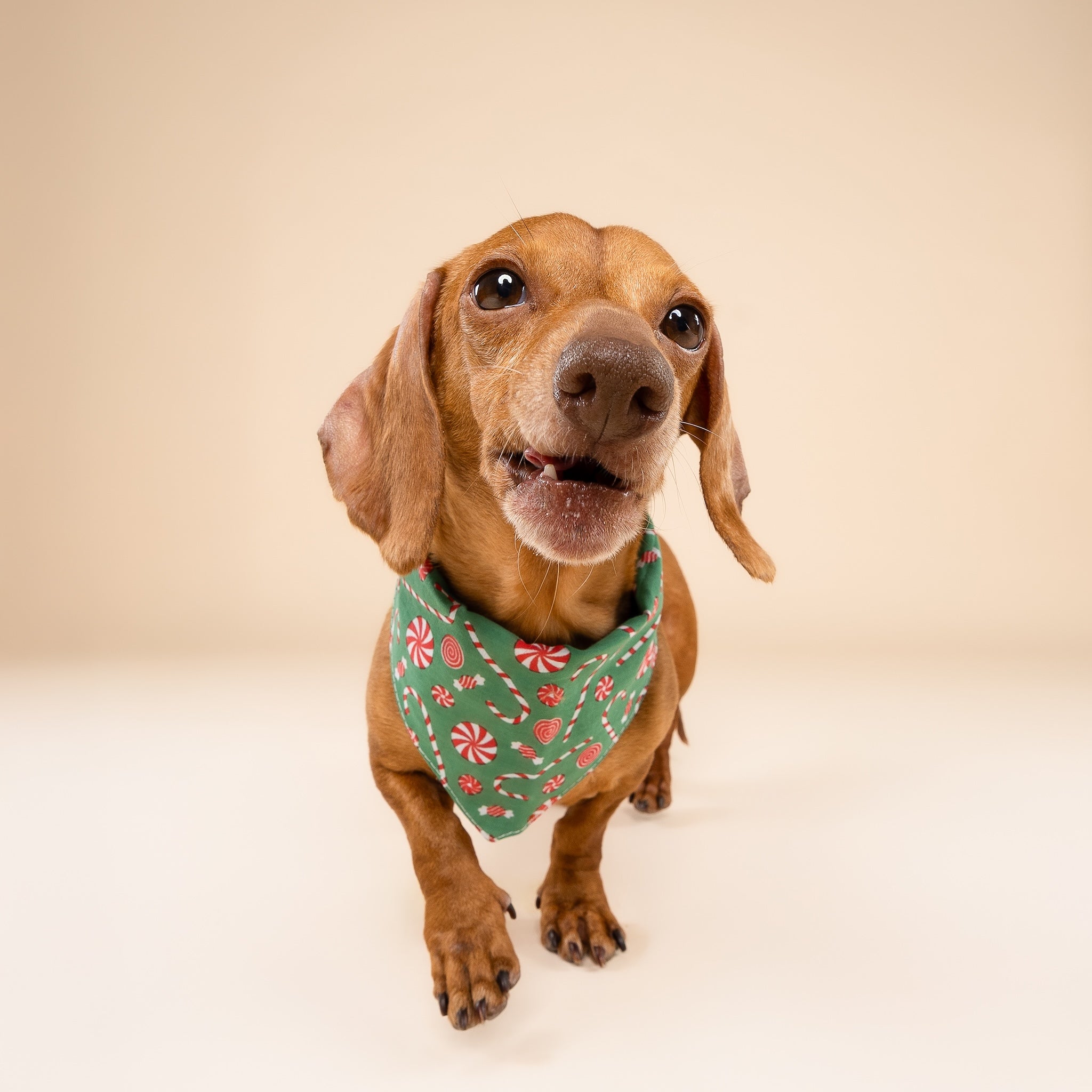 Sugar Christmas Dog Bandana