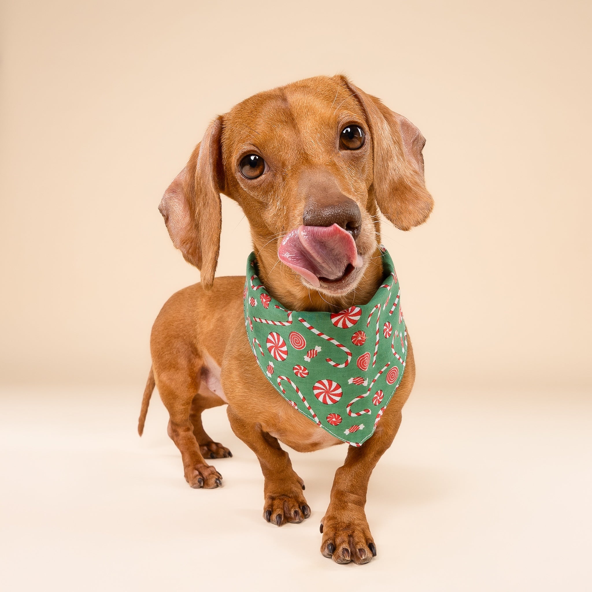 Sugar Christmas Dog Bandana