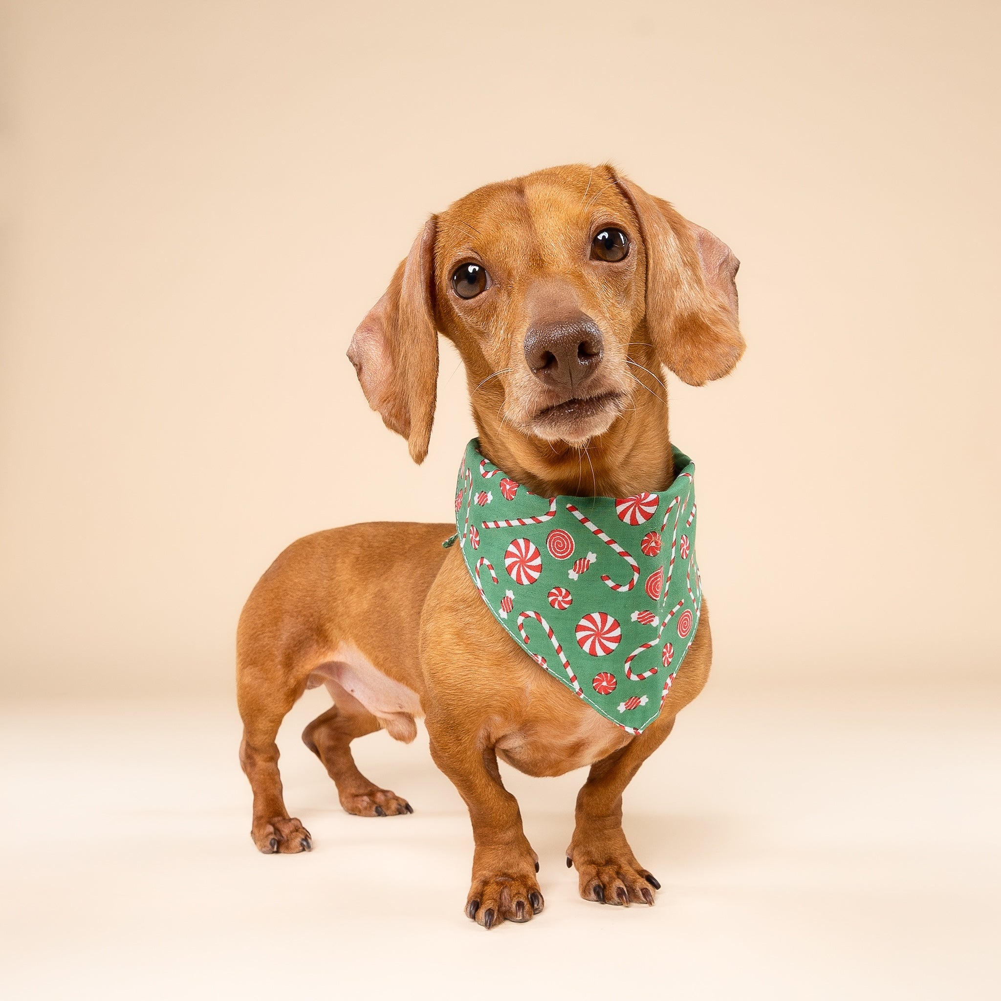 Sugar Christmas Dog Bandana
