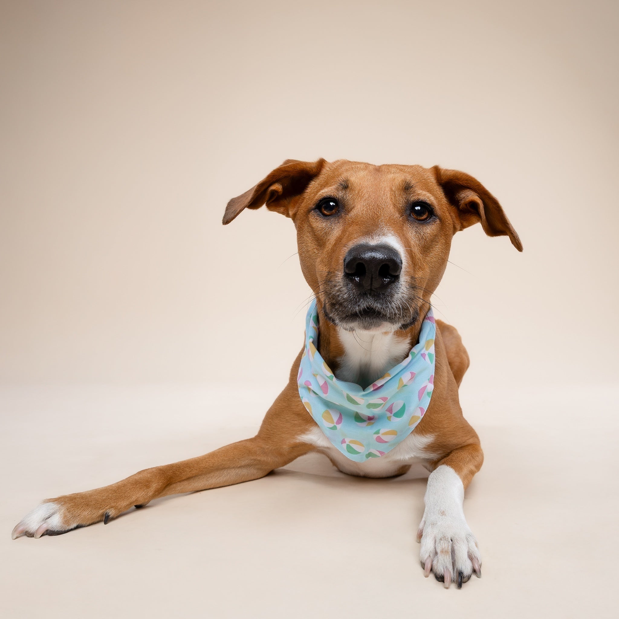 Summer Dog Bandana