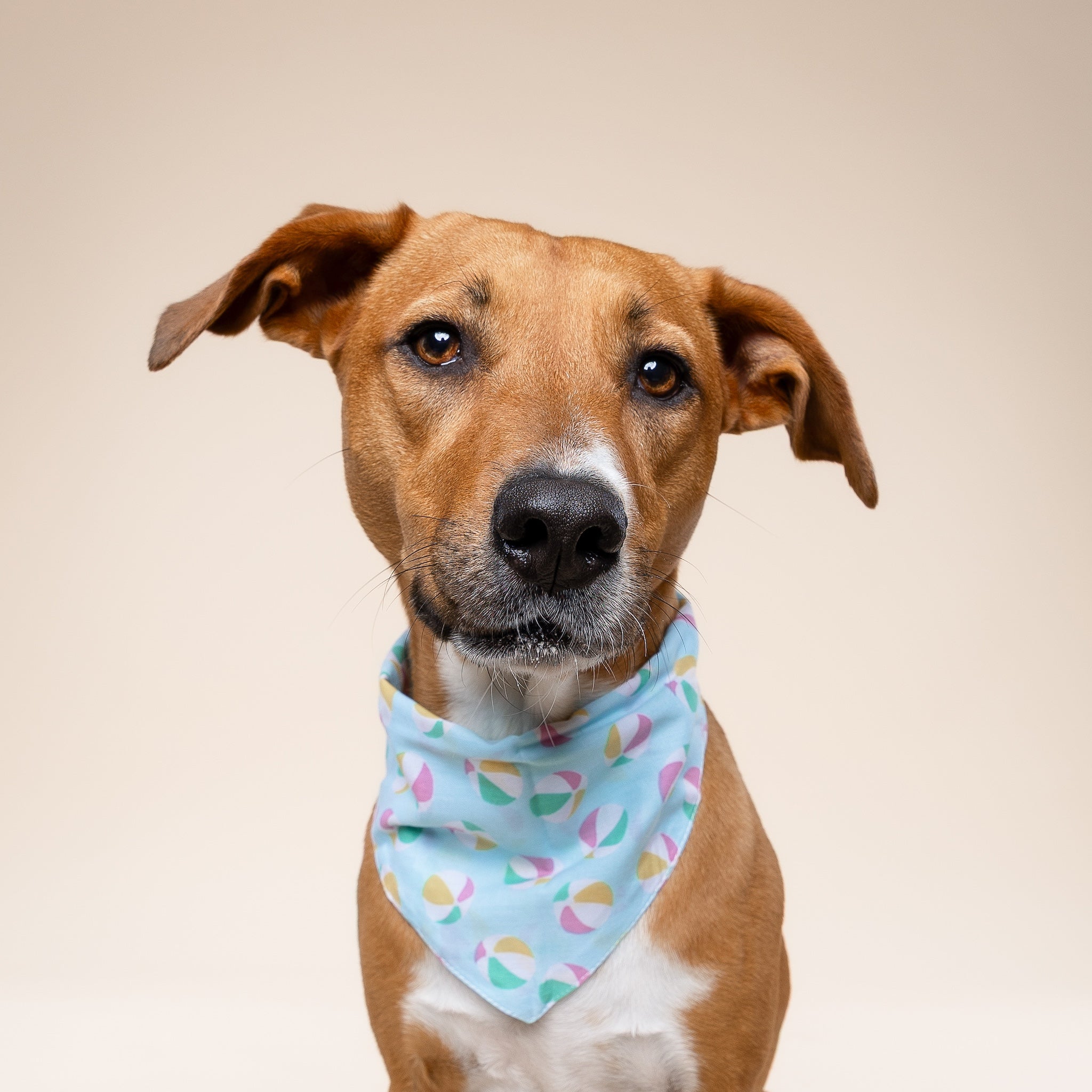 Summer Dog Bandana