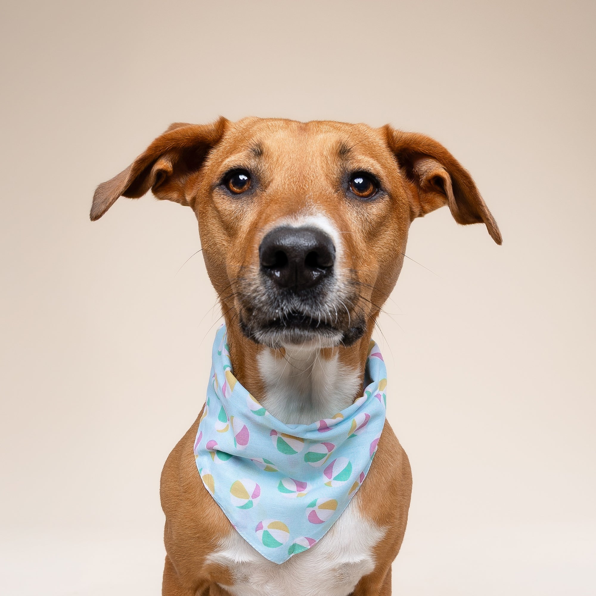 Summer Dog Bandana