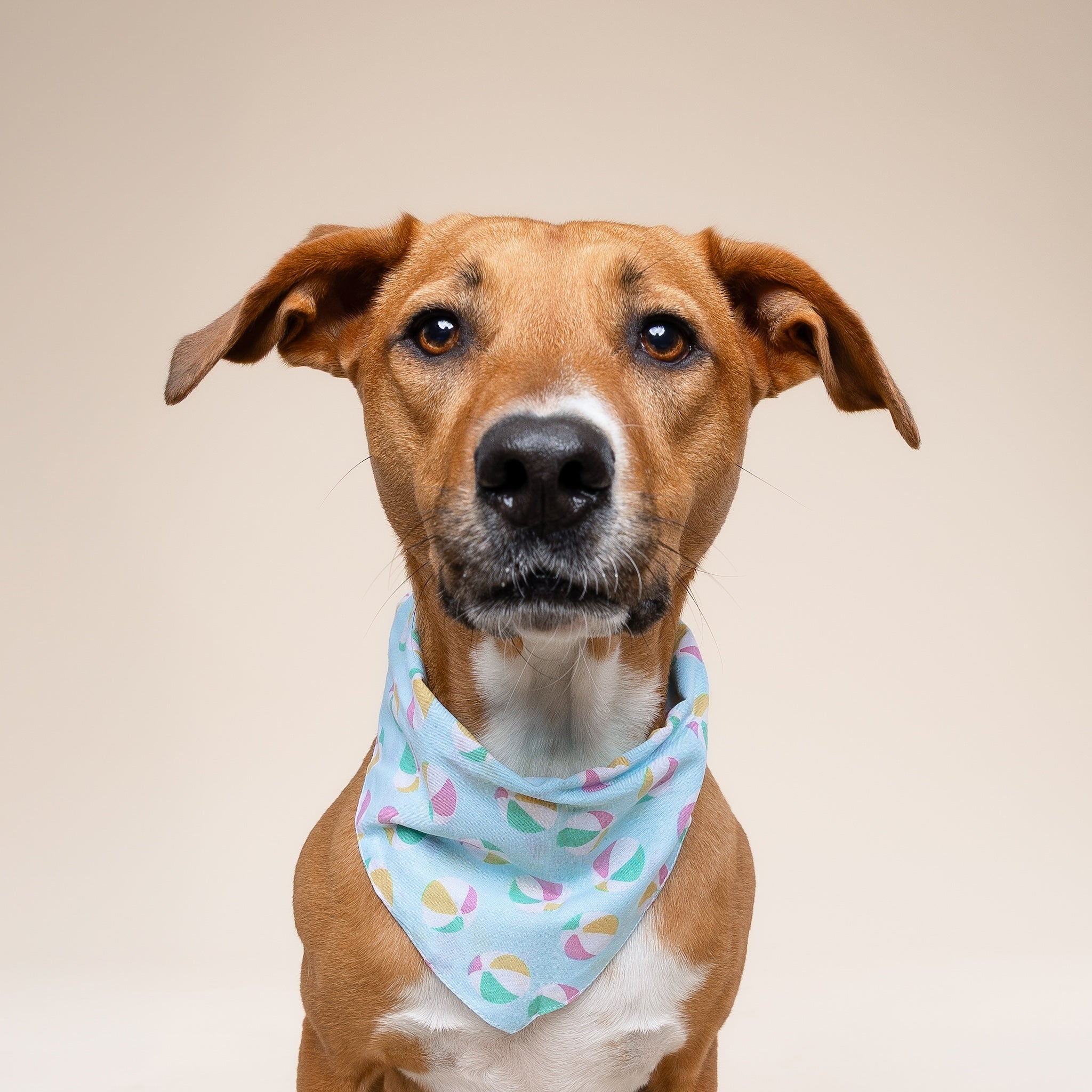 Summer Dog Bandana