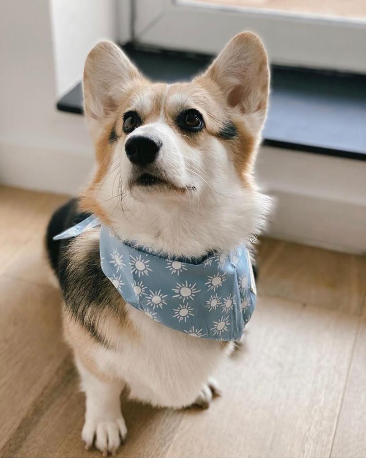 Sunday Dog Bandana by The Paws