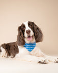 Surf's Up Dog Bandana