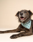 Tennis Dog Bandana from The Paws