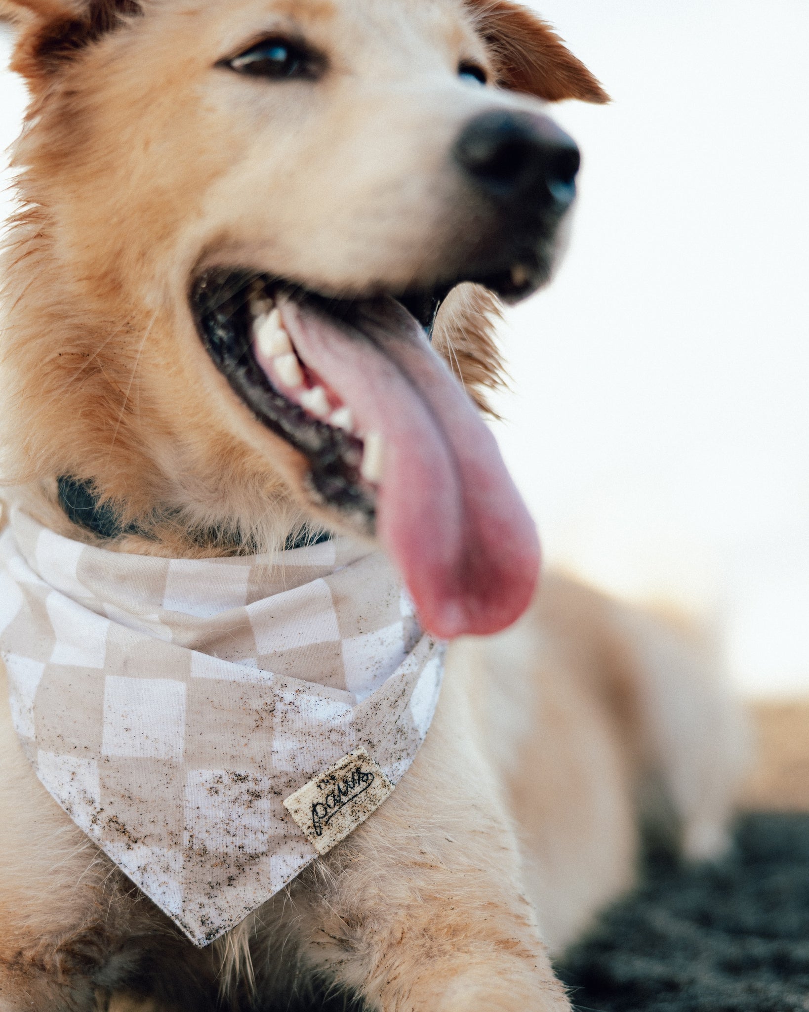 Checkers Dog Bandana