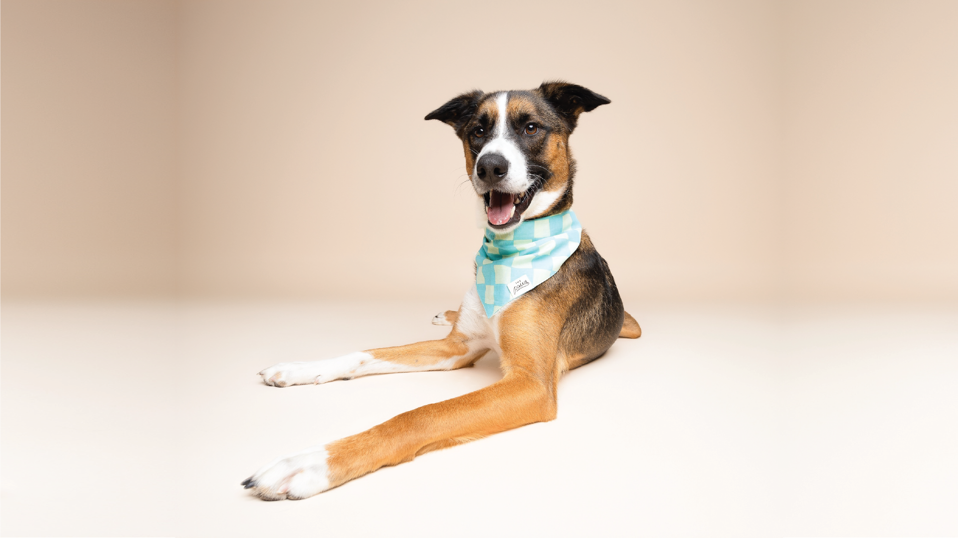 The Paws Dog Bandana - Brights