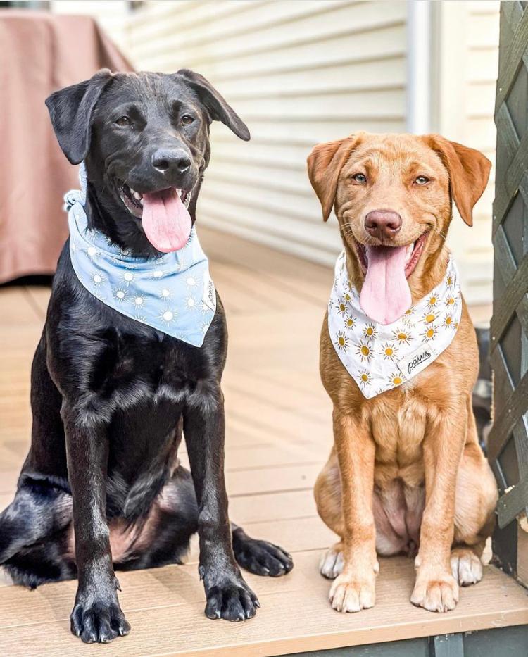 The Paws Dog Bandanas