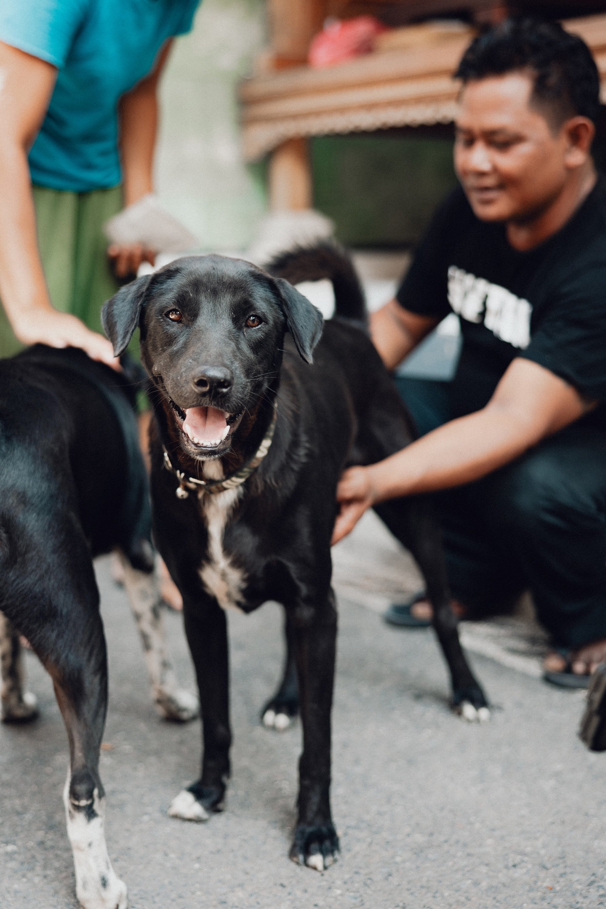 The Paws supports dogs that need help