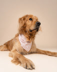 Tides Dog Bandana