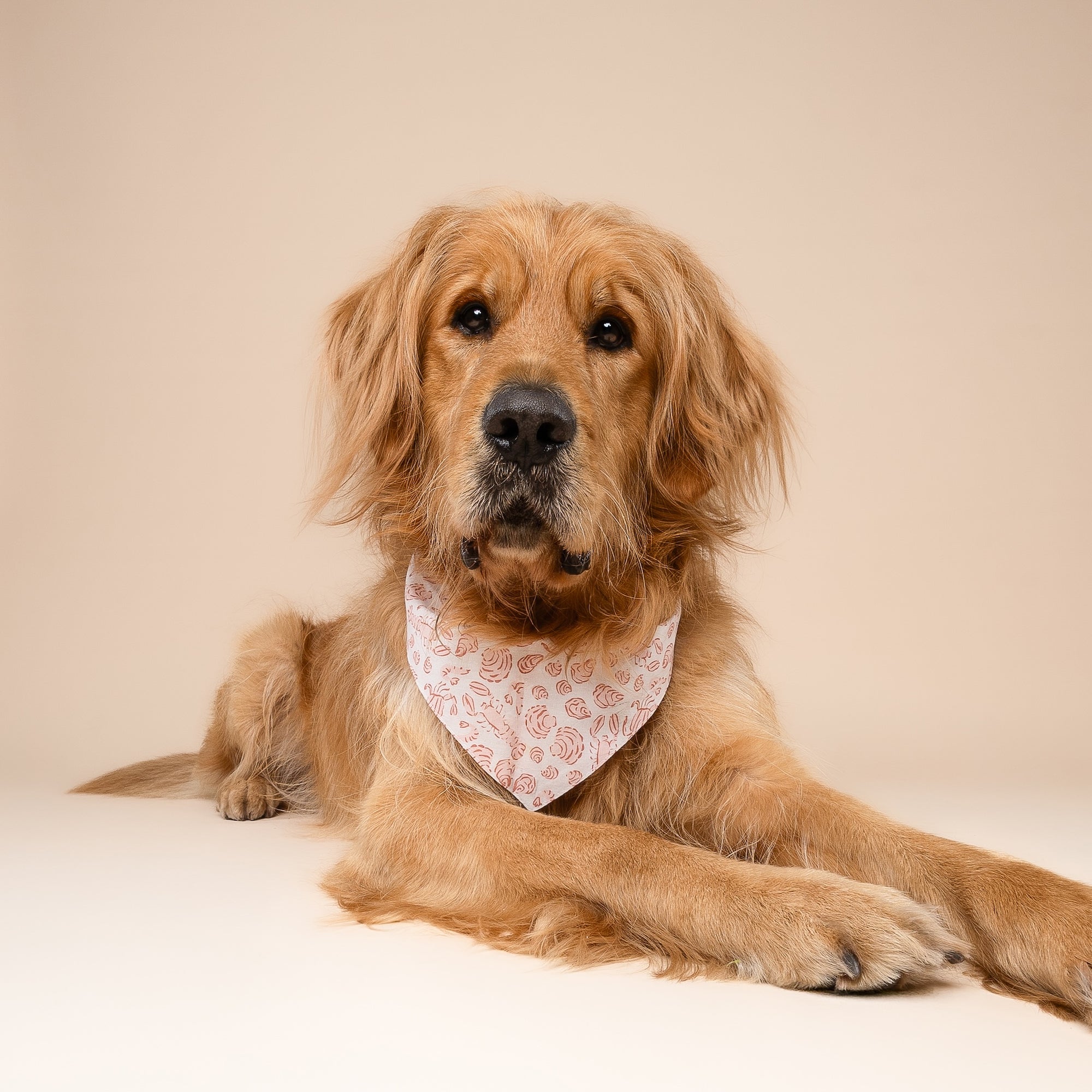 3 Pack - By The Sea Dog Bandanas