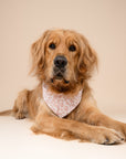 3 Pack - By The Sea Dog Bandanas