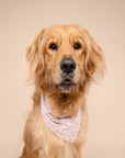 Tides Dog Bandana